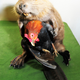Illustration for article titled The Worlds Most Awkward Taxidermy